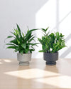 Mom’s Little Sanctuary - product - PROD - MOM - 6939 - Tumbleweed Plants - Online Plant Delivery Singapore