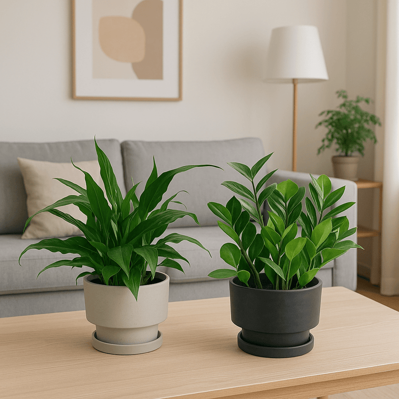 Mom’s Little Sanctuary - product - PROD - MOM - 6939 - Tumbleweed Plants - Online Plant Delivery Singapore