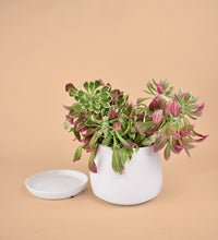 Monadenium - addie planter white - Potted plant - Tumbleweed Plants - Online Plant Delivery Singapore