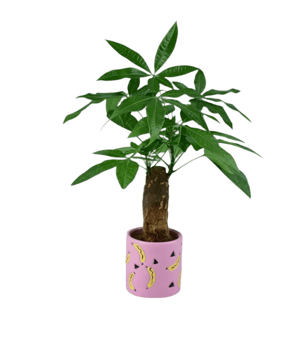 Money Tree paired with banana pot - pink