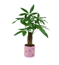 Money Tree paired with banana pot - pink