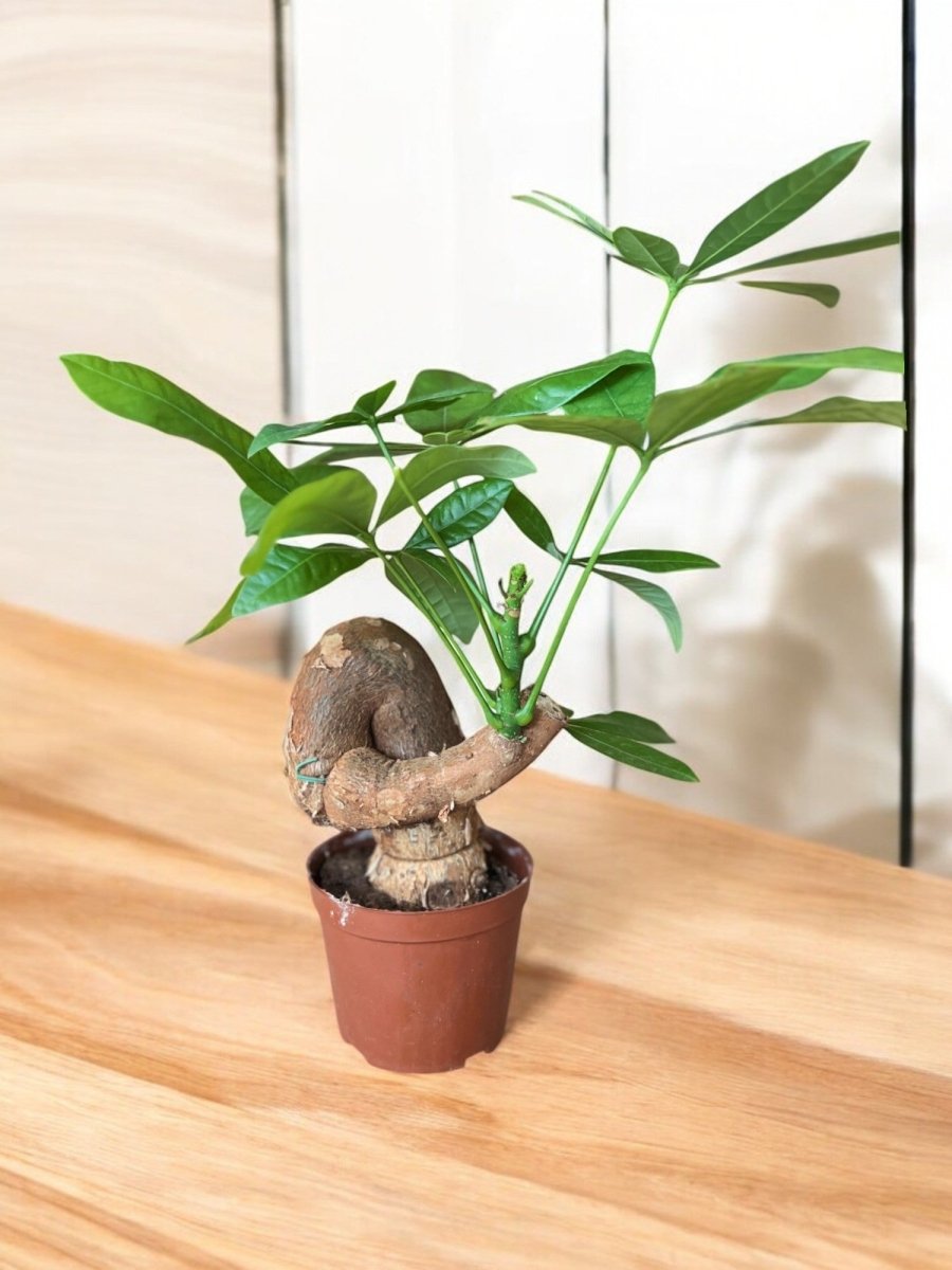 Money Tree Bonsai - Potted plant - GIFT - BONS - GRW - 3693 - Tumbleweed Plants - Online Plant Delivery Singapore