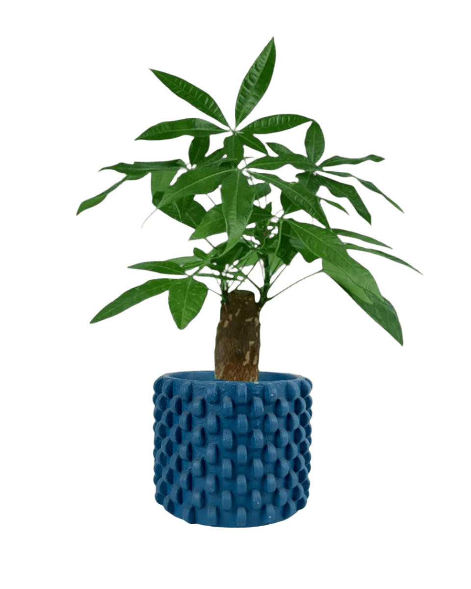 Money Tree paired with carter planters - small