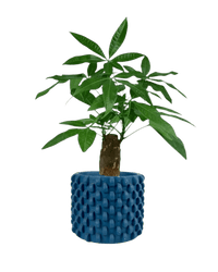 Money Tree paired with carter planters - small