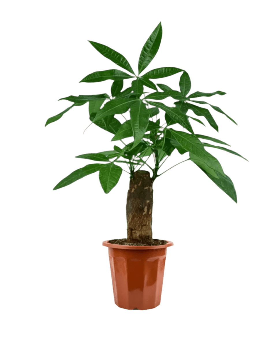 Money Tree in a grow pot