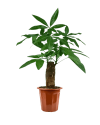 Money Tree in a grow pot