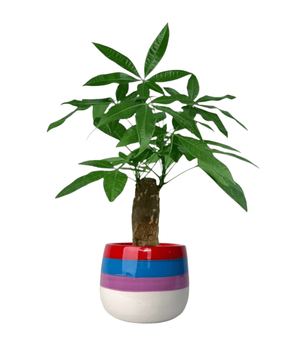 Money Tree paired with poppy planter - rapunzel