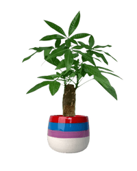 Money Tree paired with poppy planter - rapunzel