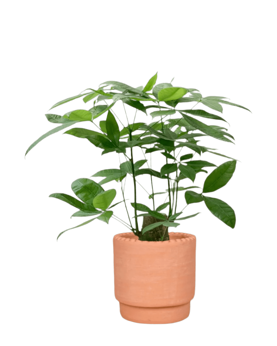 Money Tree - Single Trunk (0.7 - 0.8m) - Potted plant - POTT - MONE - CHRTLL - 4400 - Tumbleweed Plants - Online Plant Delivery Singapore