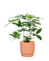 Money Tree - Single Trunk (0.7 - 0.8m) - Potted plant - POTT - MONE - CHRTLL - 4400 - Tumbleweed Plants - Online Plant Delivery Singapore