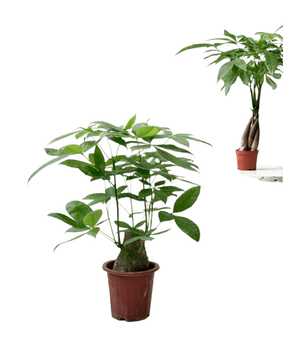 Money Tree - Single Trunk (0.7 - 0.8m) - Potted plant - POTT - MONE - GRWTLL - 4412 - Tumbleweed Plants - Online Plant Delivery Singapore