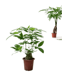 Money Tree - Single Trunk (0.7 - 0.8m) - Potted plant - POTT - MONE - GRWTLL - 4412 - Tumbleweed Plants - Online Plant Delivery Singapore