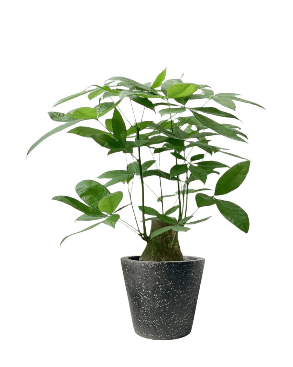 Money Tree - Single Trunk (0.7 - 0.8m) - Potted plant - POTT - MONE - SDNTLL - 4410 - Tumbleweed Plants - Online Plant Delivery Singapore