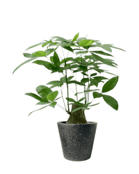 Money Tree - Single Trunk (0.7 - 0.8m) - Potted plant - POTT - MONE - SDNTLL - 4410 - Tumbleweed Plants - Online Plant Delivery Singapore