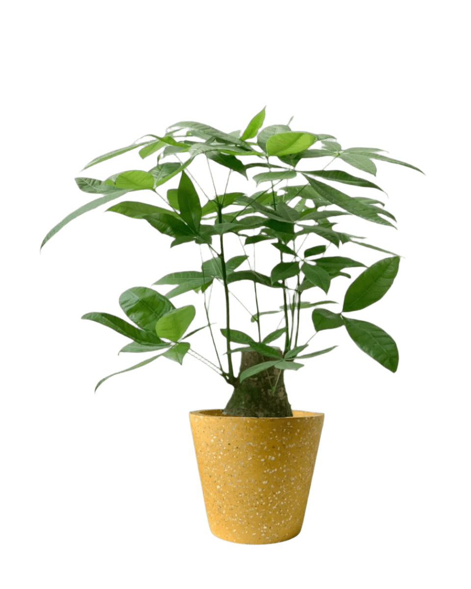 Money Tree - Single Trunk (0.7 - 0.8m) - Potted plant - POTT - MONE - GGPTLL - 4414 - Tumbleweed Plants - Online Plant Delivery Singapore