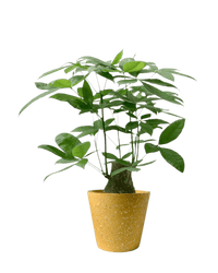 Money Tree - Single Trunk (0.7 - 0.8m) - Potted plant - POTT - MONE - GGPTLL - 4414 - Tumbleweed Plants - Online Plant Delivery Singapore