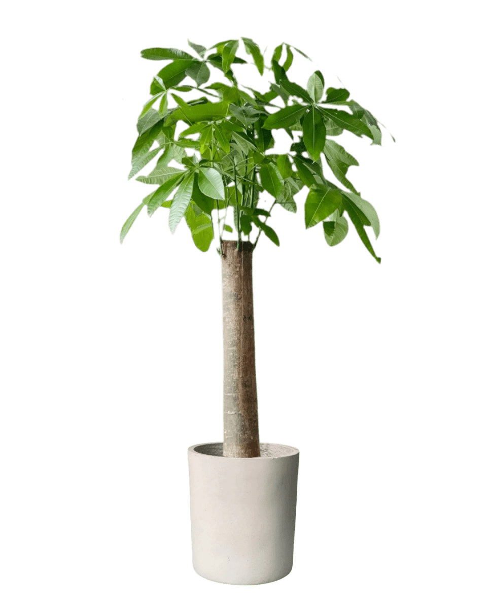 Money Tree - Single Trunk - Potted plant - POTT - MONE - GRWMDM - 3688 - Tumbleweed Plants - Online Plant Delivery Singapore