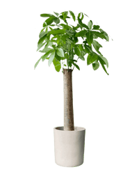 Money Tree - Single Trunk - Potted plant - POTT - MONE - GRWMDM - 3688 - Tumbleweed Plants - Online Plant Delivery Singapore