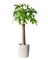 Money Tree - Single Trunk