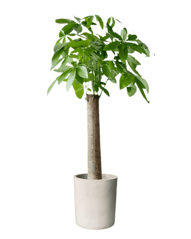 Money Tree - Single Trunk