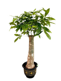 Money Tree - Single Trunk - Potted plant - POTT - MONE - GRWTLL - 3687 - Tumbleweed Plants - Online Plant Delivery Singapore