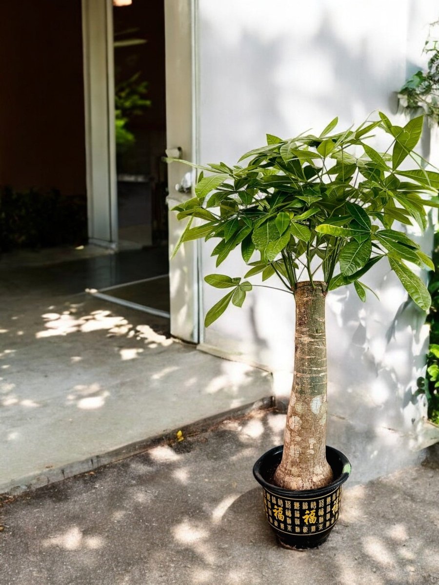 Money Tree - Single Trunk - Potted plant - POTT - MONE - GRWTLL - 3687 - Tumbleweed Plants - Online Plant Delivery Singapore