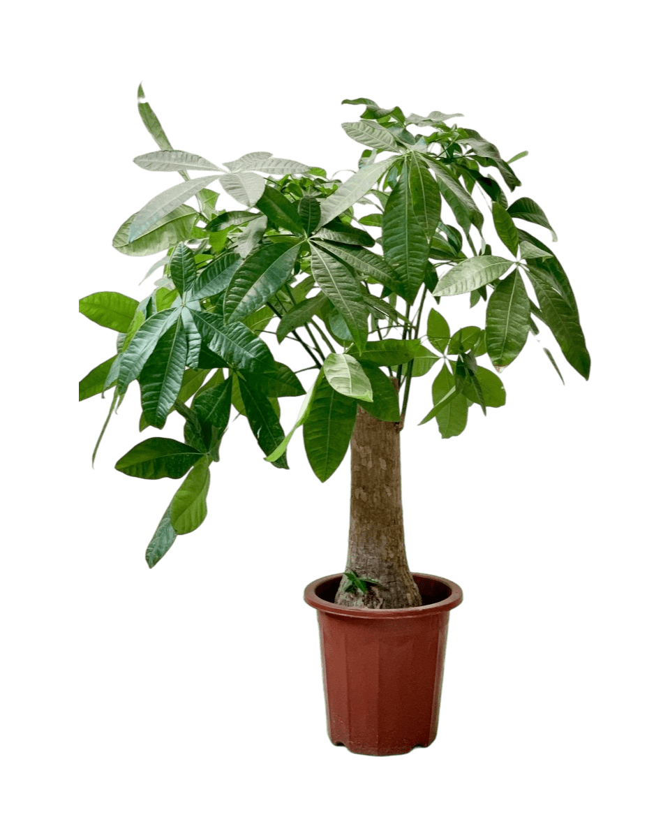 Money Tree - Single Trunk - grow pot - Potted plant - Tumbleweed Plants - Online Plant Delivery Singapore