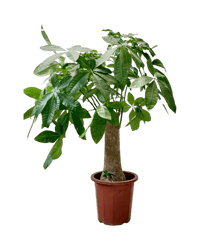 Money Tree - Single Trunk - grow pot - Potted plant - Tumbleweed Plants - Online Plant Delivery Singapore