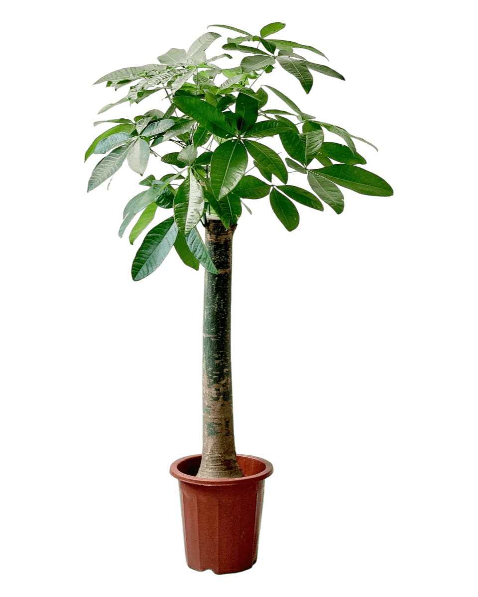 Grow Pot