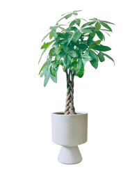 Money Tree - XL (1 - 1.6m) - Potted plant - POTT - LARG - GRWMMS - 4398 - Tumbleweed Plants - Online Plant Delivery Singapore
