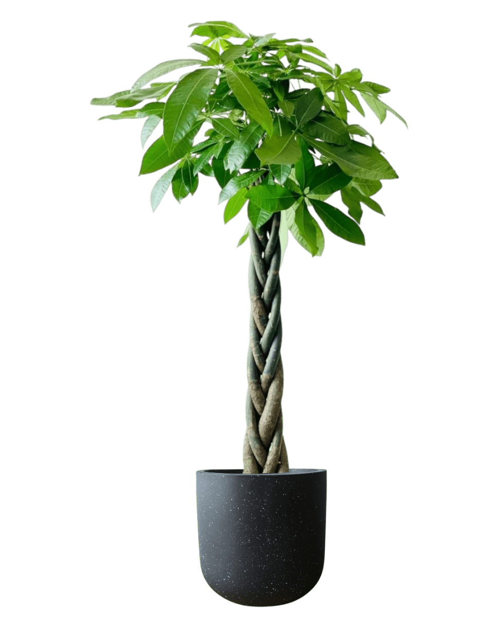 Money Tree - XL (1 - 1.6m) - Potted plant - POTT - LARG - GRWMMS - 4398 - Tumbleweed Plants - Online Plant Delivery Singapore