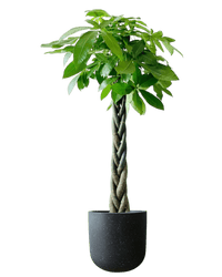 Money Tree - XL (1 - 1.6m) - Potted plant - POTT - LARG - GRWMMS - 4398 - Tumbleweed Plants - Online Plant Delivery Singapore