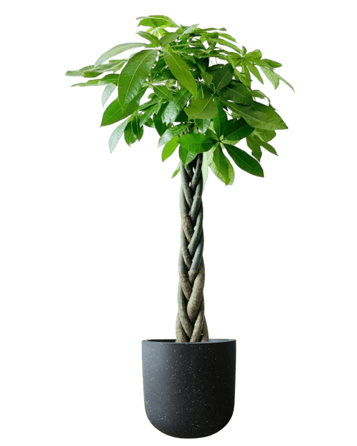 Money Tree - XL (1 - 1.6m) - Potted plant - POTT - LARG - GRWMMS - 4398 - Tumbleweed Plants - Online Plant Delivery Singapore