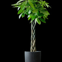 Money Tree - XL (1-1.6m)