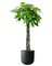 Money Tree - XL (1-1.6m)
