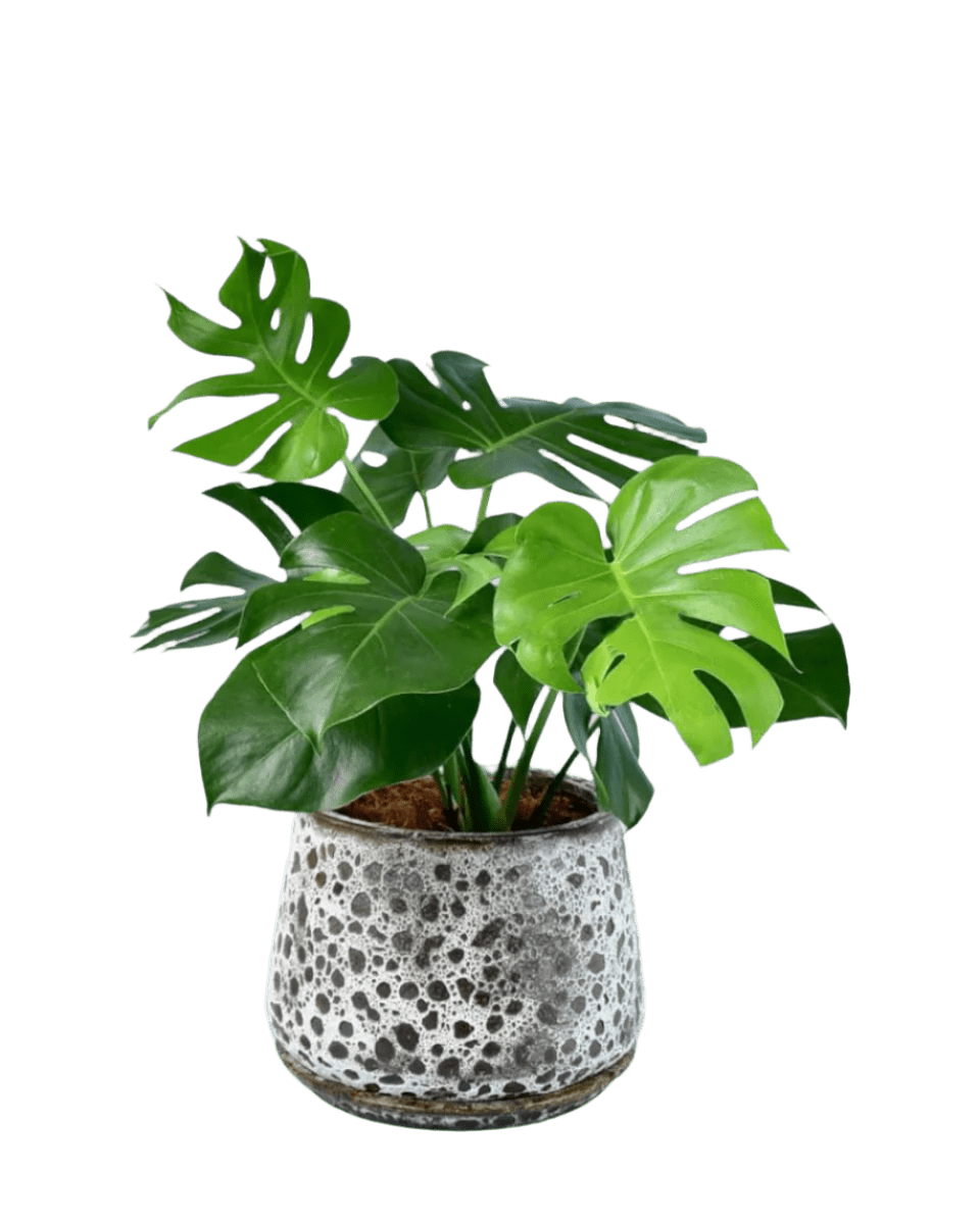 Monstera Deliciosa - Potted plant - POTT - MONS - BGB - 2252 - Tumbleweed Plants - Online Plant Delivery Singapore