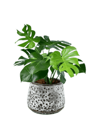 Monstera Deliciosa - Potted plant - POTT - MONS - BGB - 2252 - Tumbleweed Plants - Online Plant Delivery Singapore