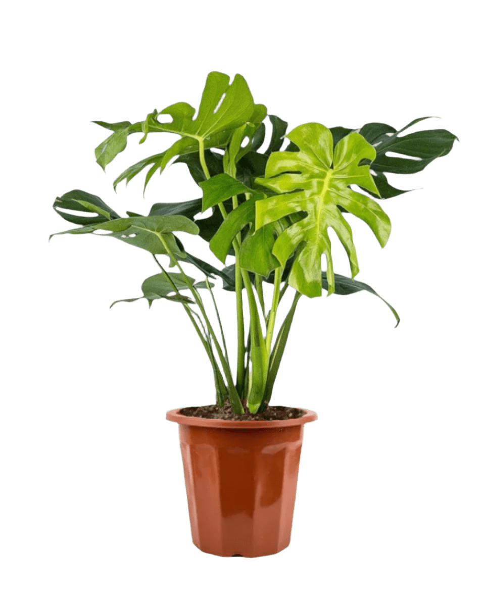 Monstera Deliciosa in a grow pot