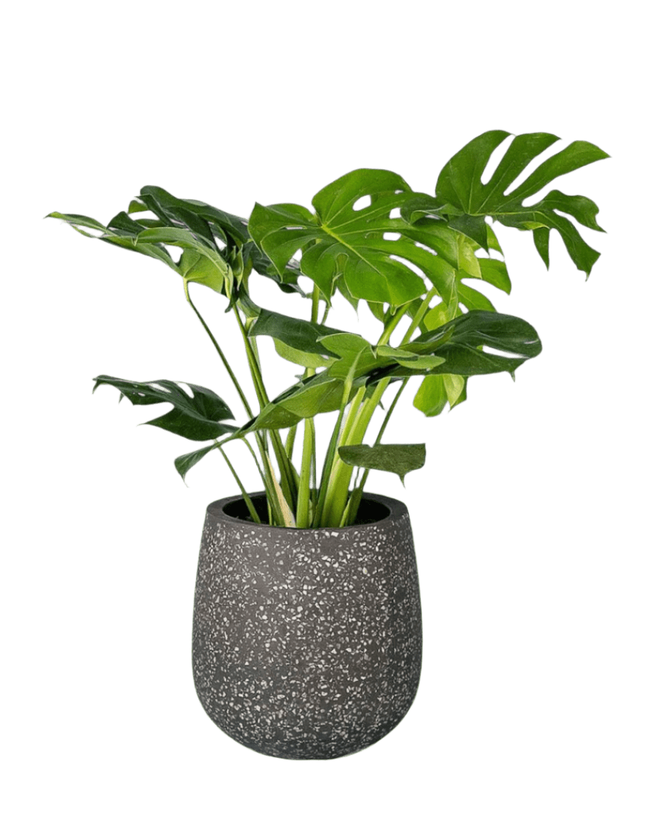 Monstera Deliciosa - Potted plant - POTT - MONS - LTT - 2251 - Tumbleweed Plants - Online Plant Delivery Singapore