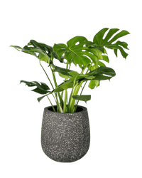 Monstera Deliciosa - Potted plant - POTT - MONS - LTT - 2251 - Tumbleweed Plants - Online Plant Delivery Singapore