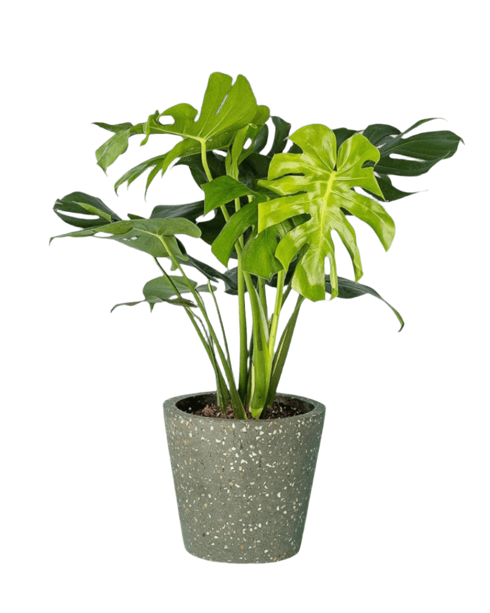 terrazzo pot green