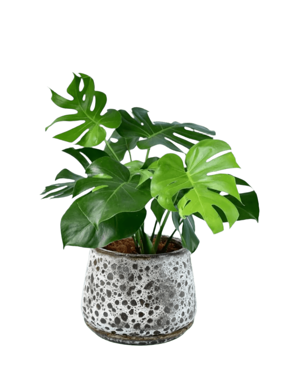 xxl monstera deliciosa Monstera Deliciosa XL Plant