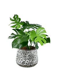 Monstera Deliciosa XL (1m) - Potted plant - POTT - MONS - BGB - 6616 - Tumbleweed Plants - Online Plant Delivery Singapore