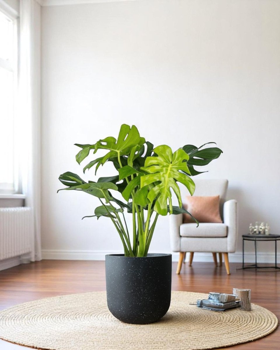 Monstera Deliciosa XL (1m) - Potted plant - POTT - MONS - BGB - 6616 - Tumbleweed Plants - Online Plant Delivery Singapore