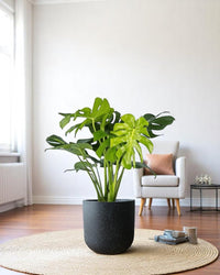 Monstera Deliciosa XL (1m) - Potted plant - POTT - MONS - BGB - 6616 - Tumbleweed Plants - Online Plant Delivery Singapore