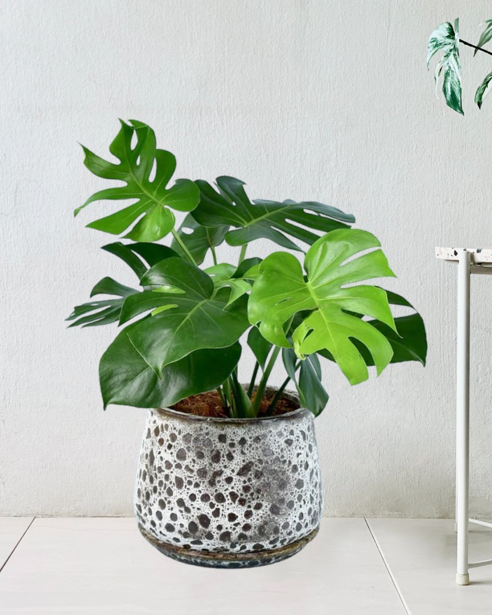 Monstera Deliciosa XL (1m) - Potted plant - POTT - MONS - BGB - 6616 - Tumbleweed Plants - Online Plant Delivery Singapore