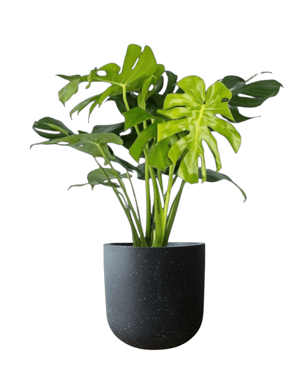 Monstera Deliciosa XL (1m) - Potted plant - POTT - MONS - BGB - 6616 - Tumbleweed Plants - Online Plant Delivery Singapore