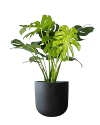 Monstera Deliciosa XL (1m) - Potted plant - POTT - MONS - BGB - 6616 - Tumbleweed Plants - Online Plant Delivery Singapore