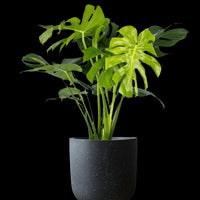 Monstera Deliciosa XL (1m)