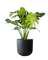 Monstera Deliciosa XL (1m)